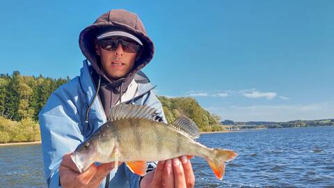 Ein schöner Barsch aus dem Lipno-Stausee – ideal für Sportangler