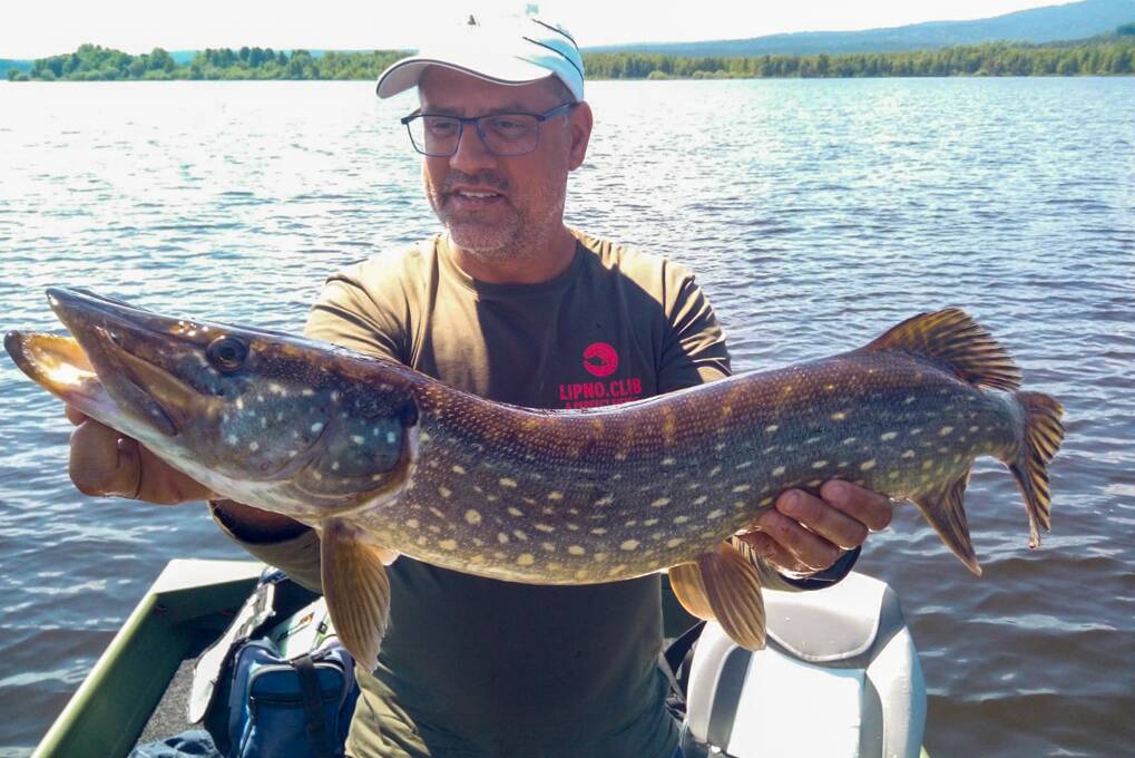 Zanderfang am Lipno – ein Paradies für Sportangler und Liebhaber von Trophäenfängen - Lipno Club