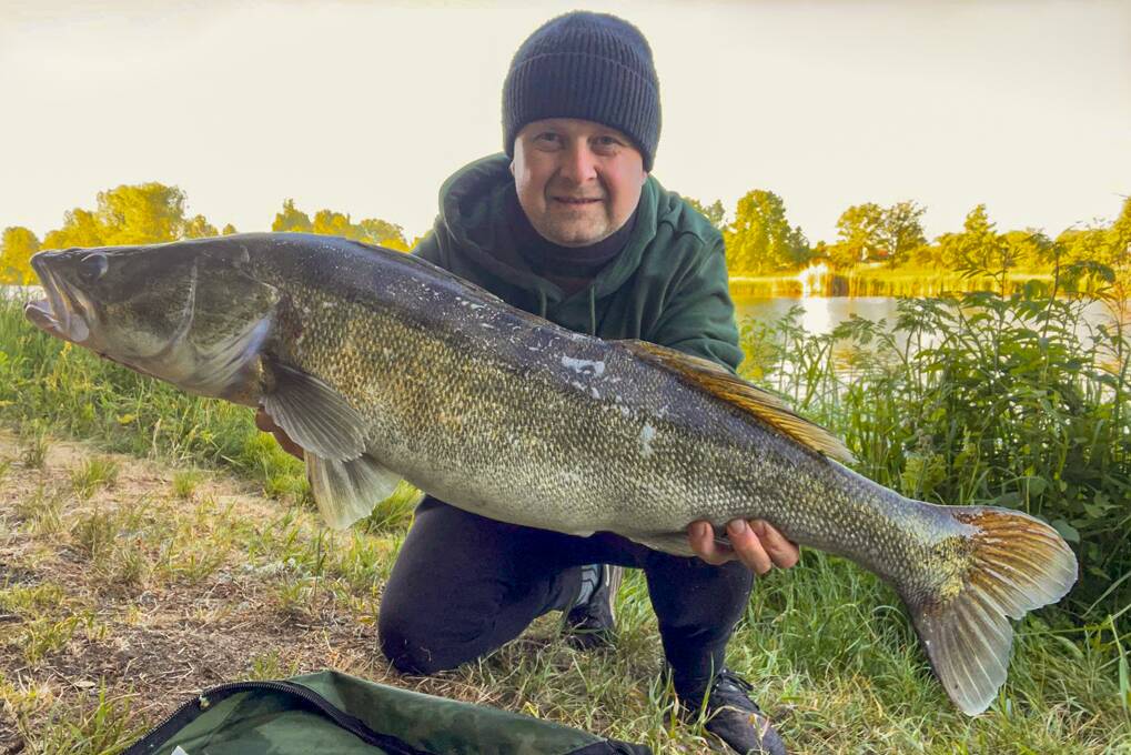 Zander aus dem Lipno-Stausee – beliebter Raubfisch in einem der besten tschechischen Angelreviere - Lipno Club
